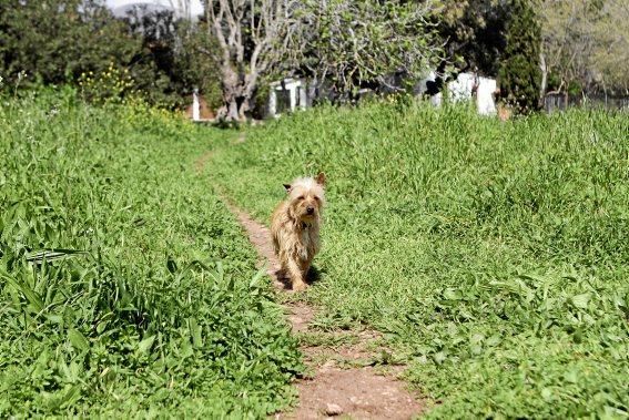 Seit über 30 Jahren betreibt Josefi na Vivancos in Pollença ein Hundeasyl. Zum Tierschutz kam die Mallorquinerin eher zufällig. Heute lebt sie mit 40 Hunden auf einer Finca und hat Hunderten von Vier