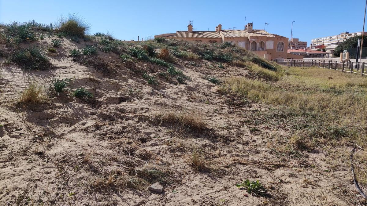 Zona ya limpia de uña de gato en el reducto del cordón dunar que se conserva en el centro de La Mata