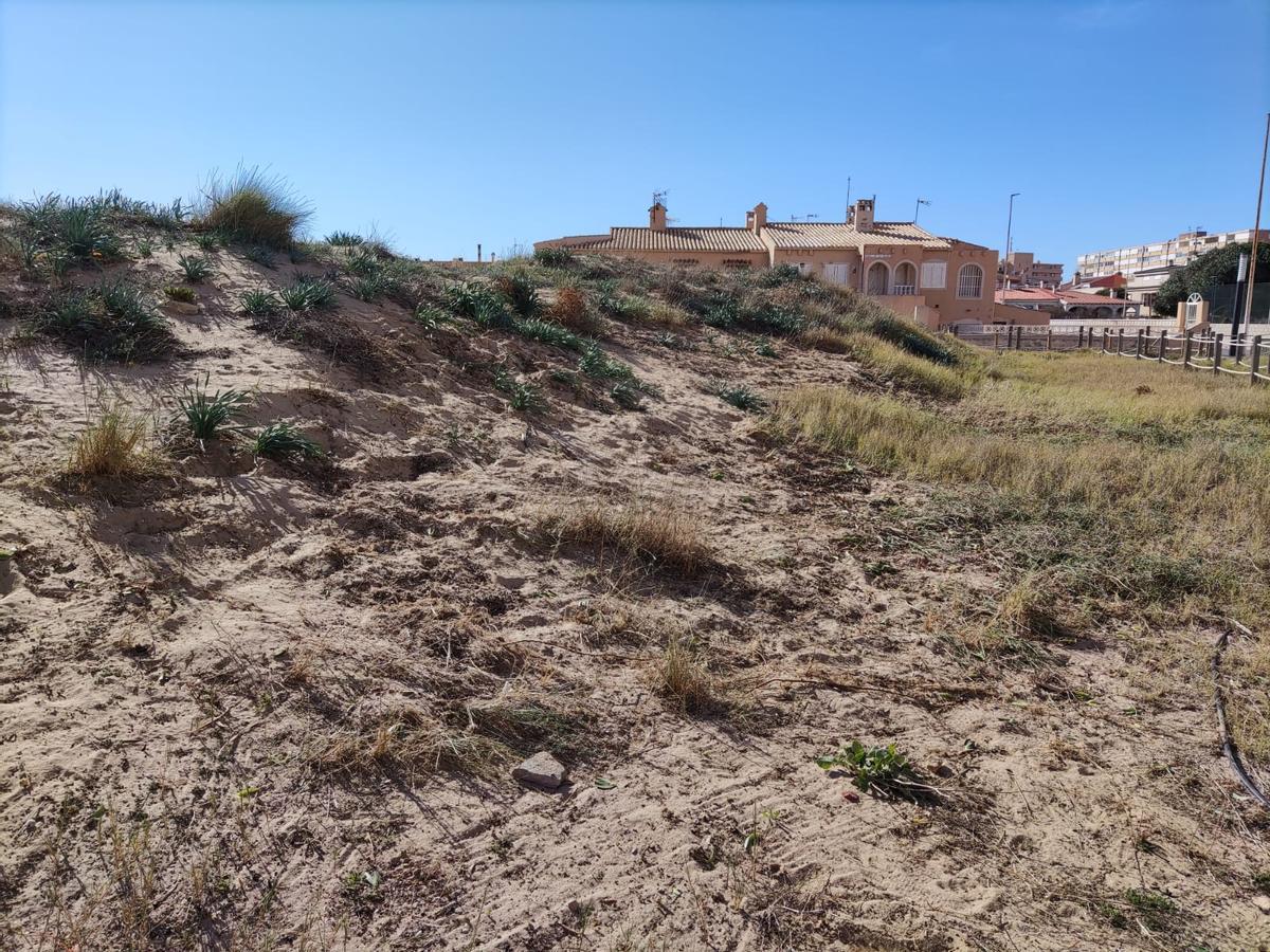 Zona ya limpia de uña de gato en el reducto del cordón dunar que se conserva en el centro de La Mata
