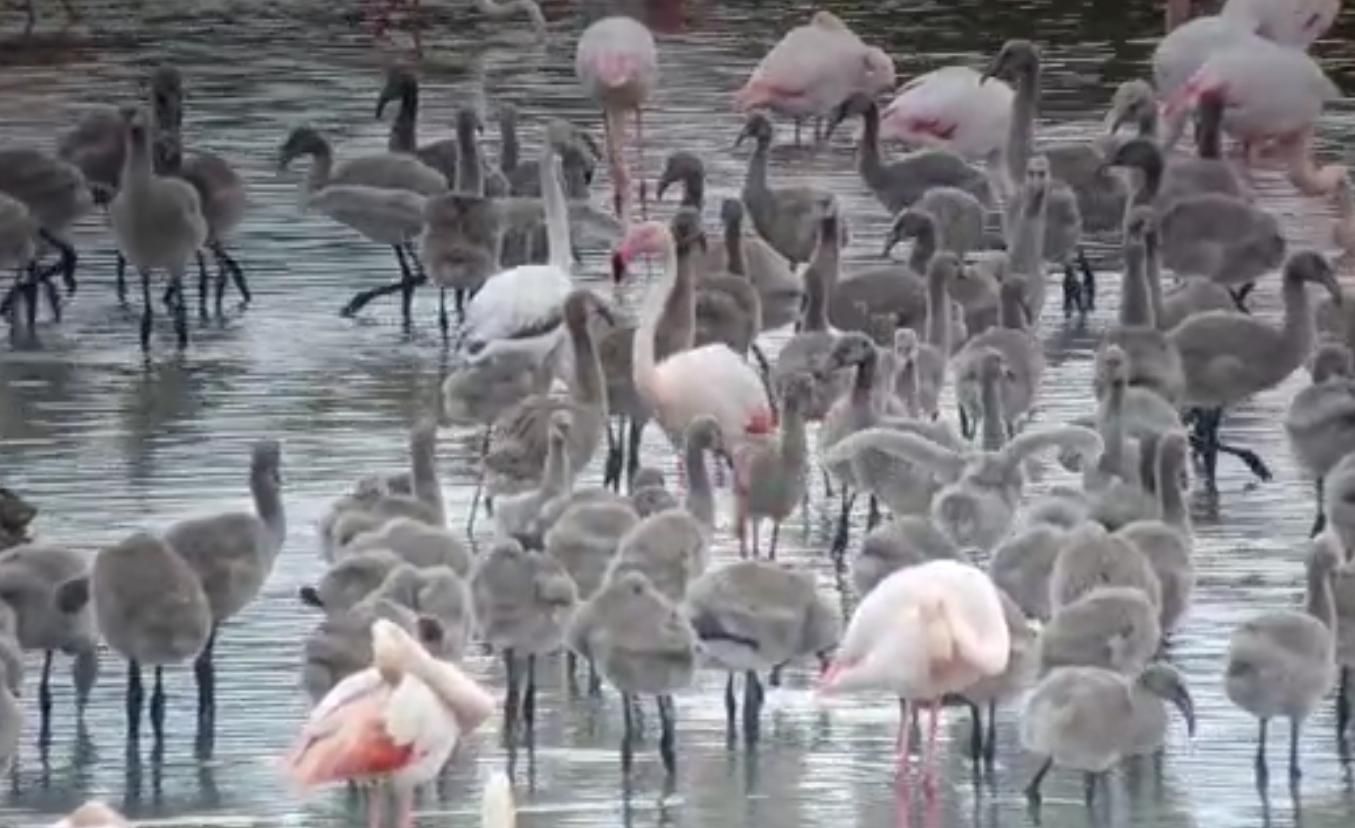 Así crecen los flamencos de l'Albufera