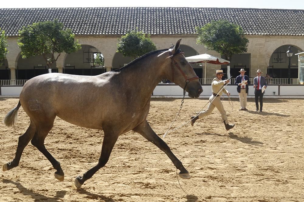 Fotogalería /  Primera jornada de Cabalcor.