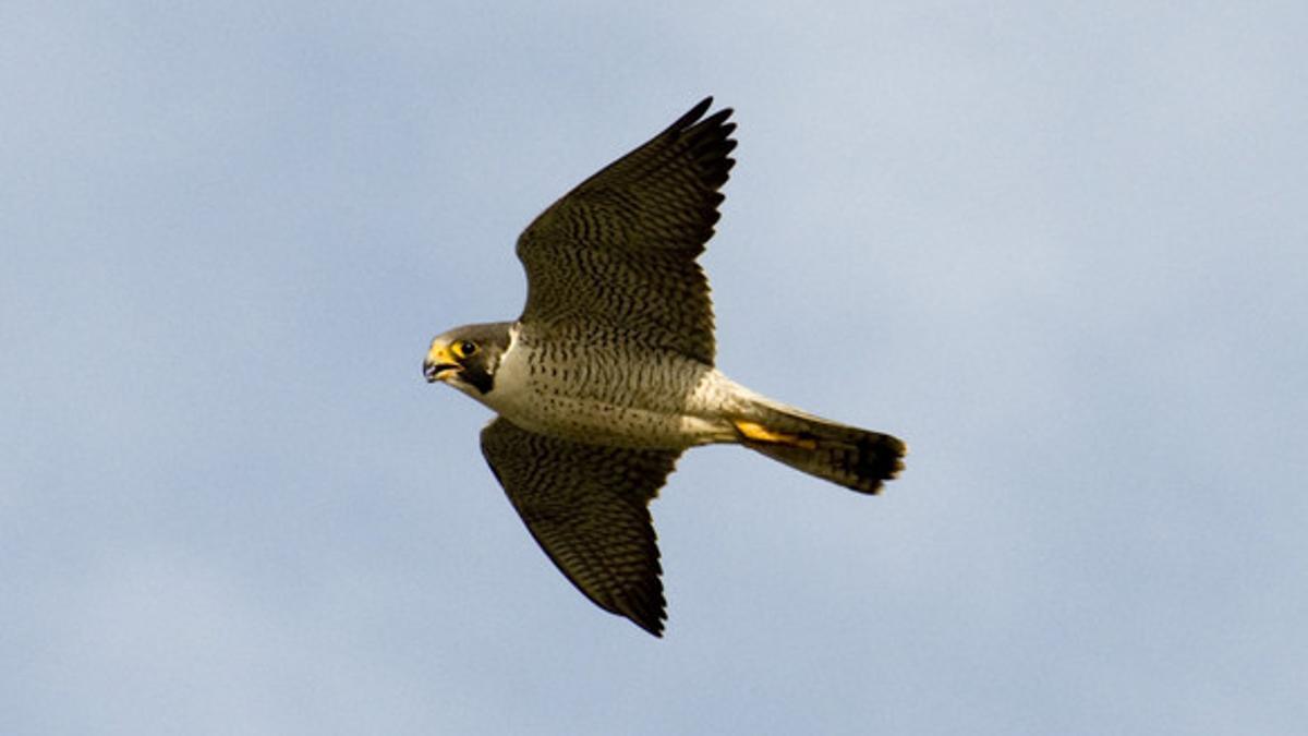 Halcón peregrino