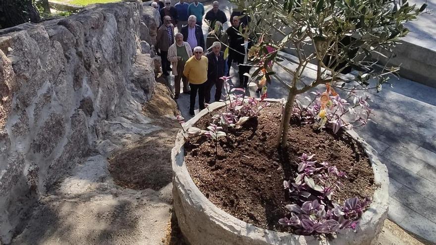 Roban el olivo del atrio de Darbo plantado por los vecinos como símbolo de renovación y longevidad
