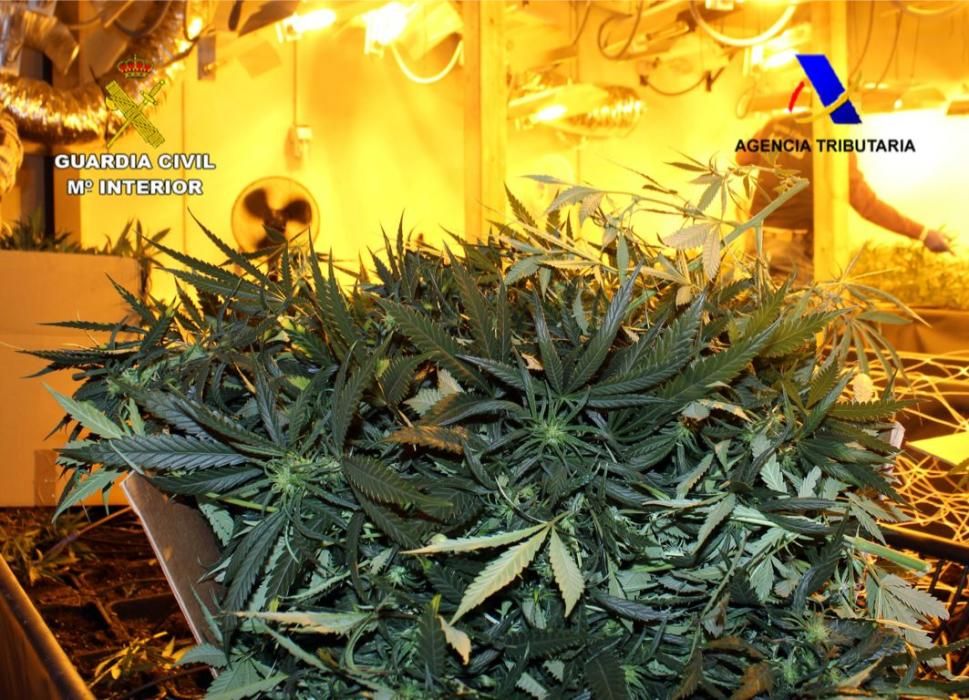 Seis detenidos por cultivar marihuana a gran escala para su venta en Holanda