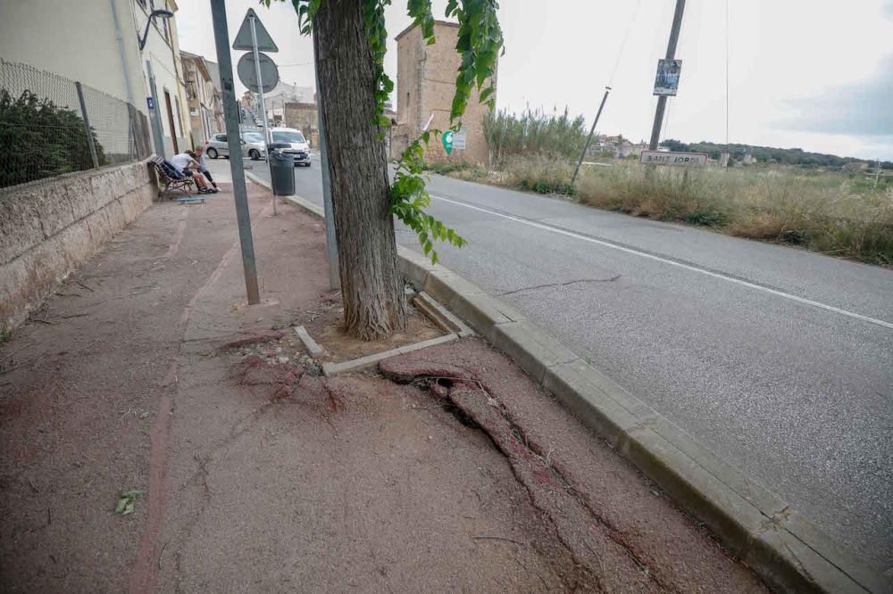 Tala de árboles en Sant Jordi (Palma)