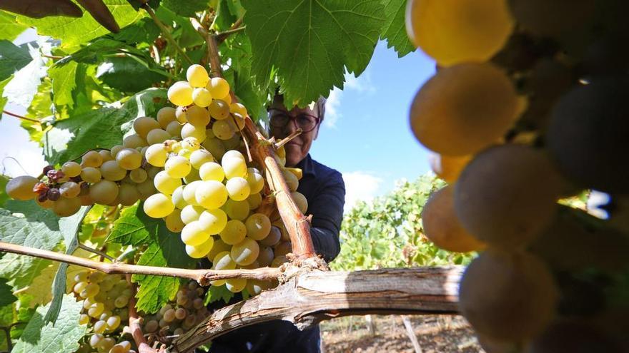 Galicia produce una media de 38 millones de litros de vino de calidad certificada cada año