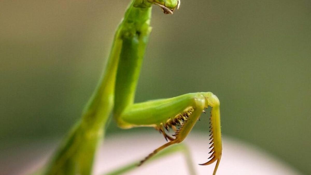 La química repelente de los insectos suena a música de terror