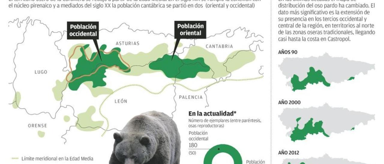 Los científicos, esperanzados con el futuro del oso pardo al constatar su dispersión