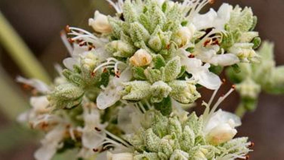 Una de las especies de les Moles