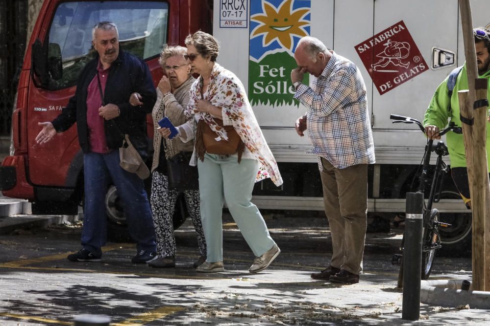 Patinando entre la cera y el polen en Palma