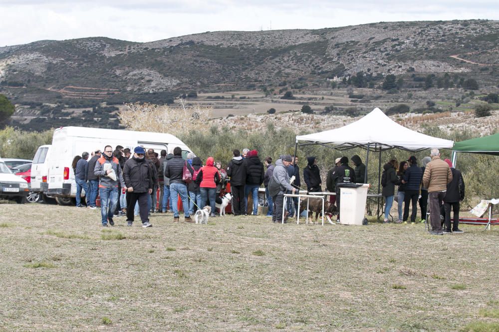 «Concurs de Gossos de Ramat» de Agres.