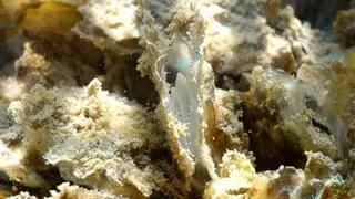 Las salinas del Mar Menor engordan 15.000 ostras antes de pasar a la laguna