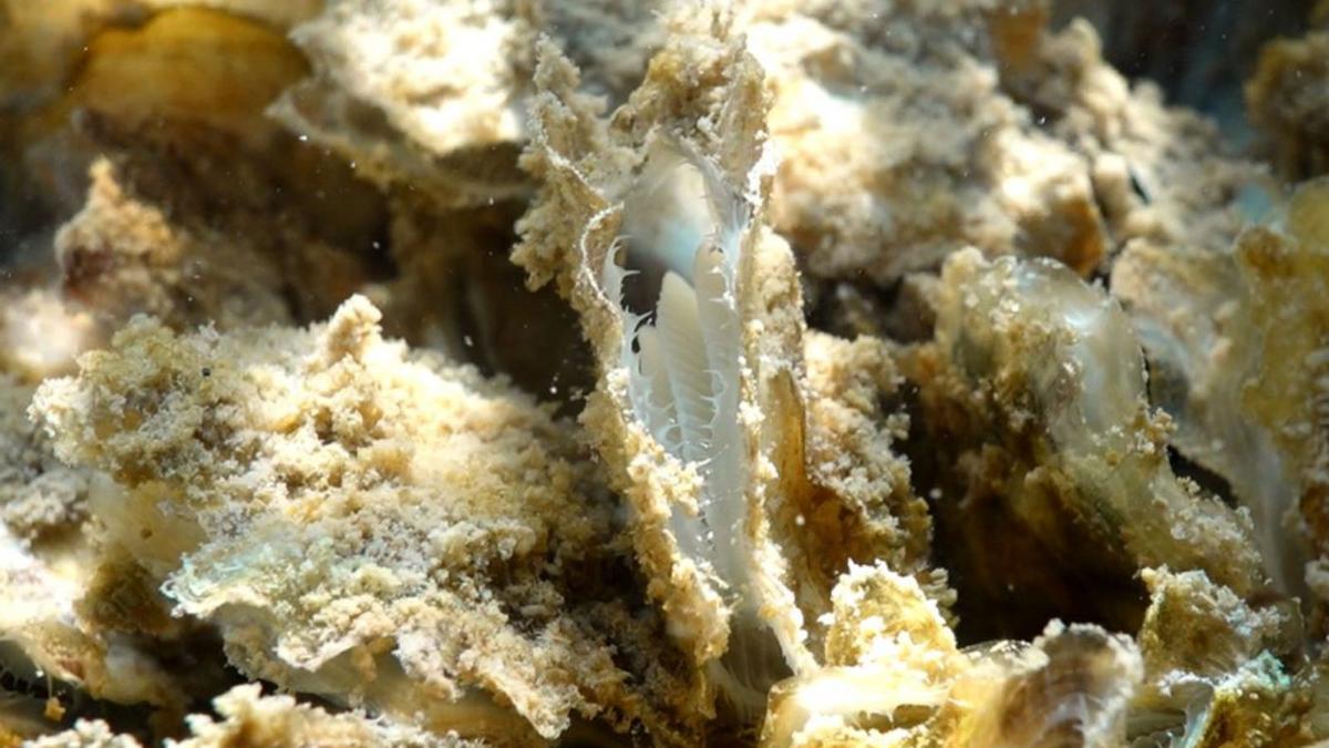 Las salinas del Mar Menor engordan 15.000 ostras antes de pasar a la laguna
