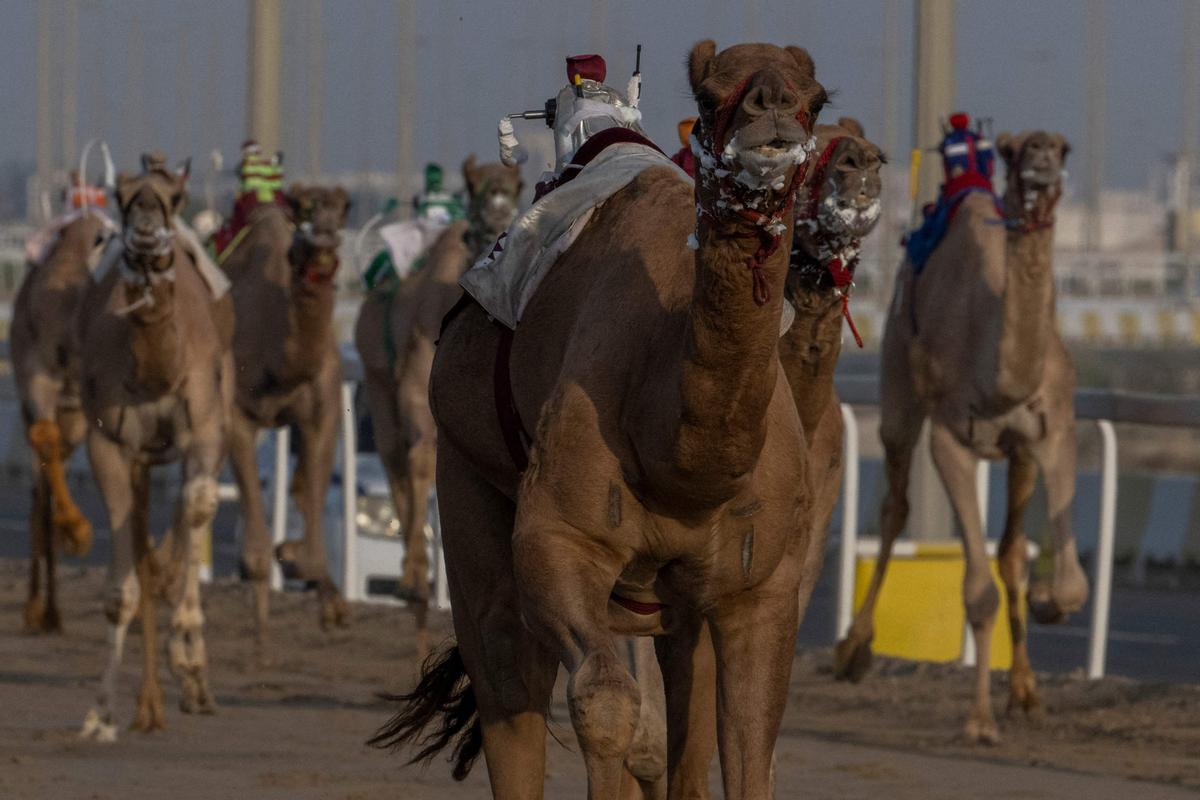 Carrera de camellos con jinetes-robot en Al Sheehaniya (Doha).