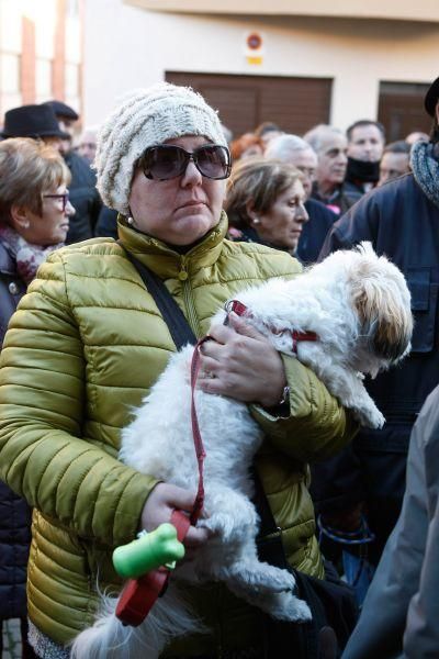 Los perros gobiernan por san Antón en Zamora