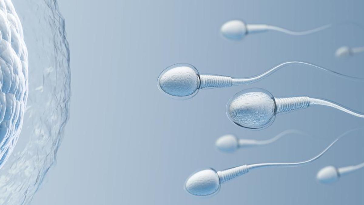 Espermatozoides alrededor de un óvulo.