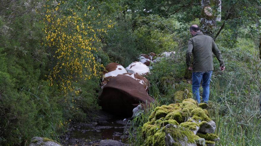 Una mujer sobrevive al impacto de un rayo que mató a 22 de sus vacas en Pontevedra: &quot;El trueno fue tremendo, un gran susto&quot;