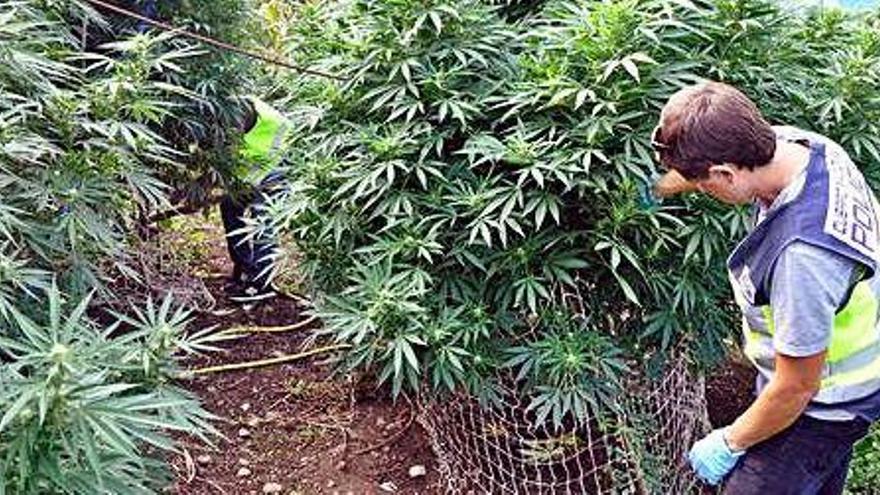 Una plantació de marihuana descoberta per la Policia Nacional a Maçanet durant el 2018.