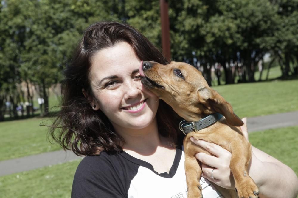 Concentración de perros teckel en Los Pericones.