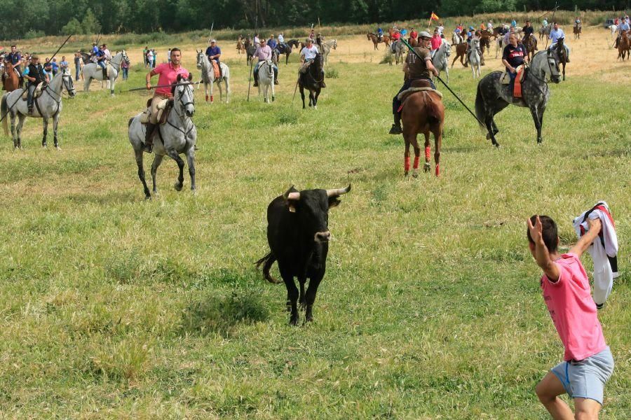 Toros bravos en Vadillo de la Guareña