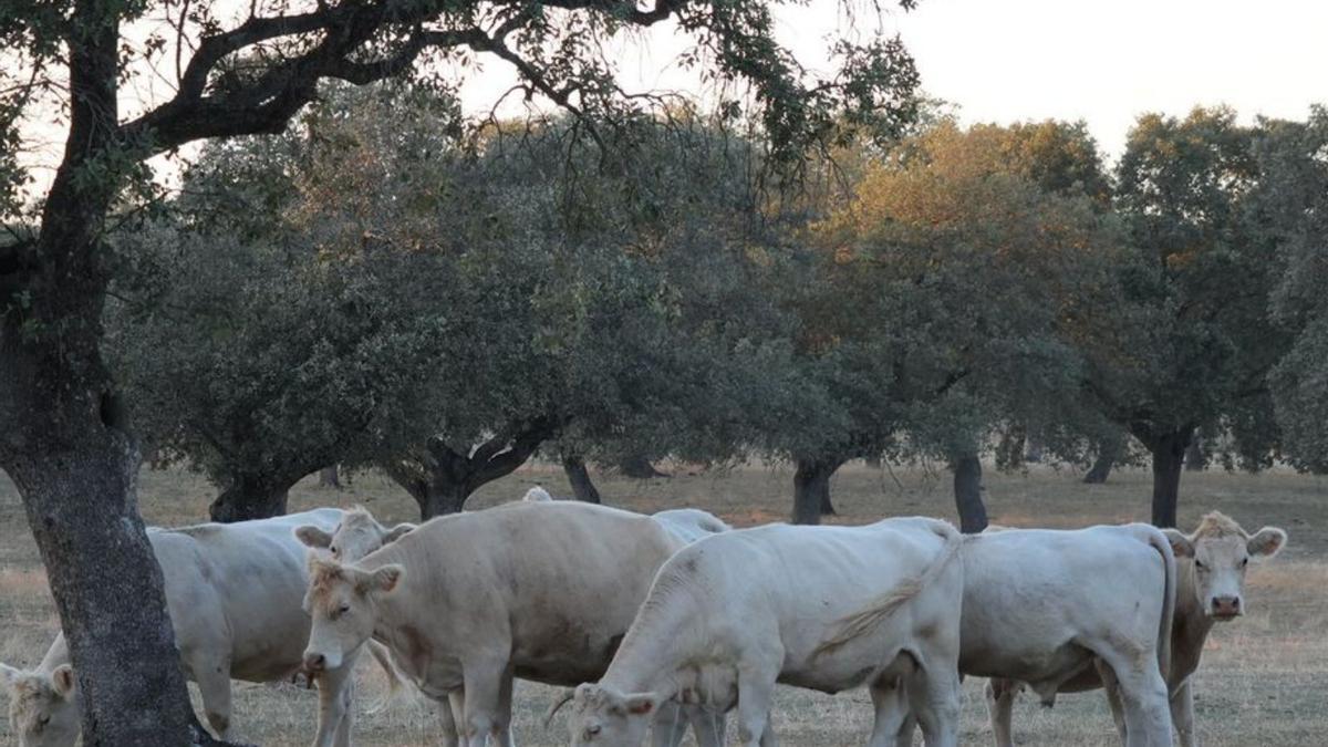 Ganado vacuno en una dehesa de la comarca de Los Pedroches.