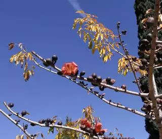 La planta del mes de marzo en el Jardín Botánico Histórico La Concepción es el algodonero rojo