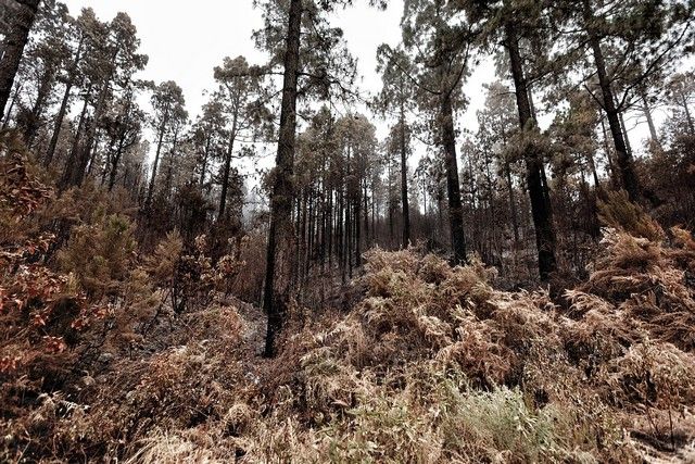 Zonas arrasadas por el incendio en el Norte de Tenerife