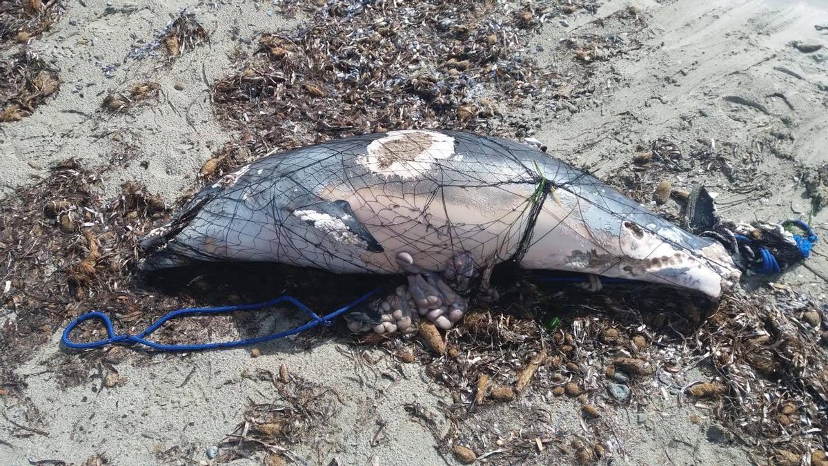 La captura accidental de cetáceos en constante en Alborán