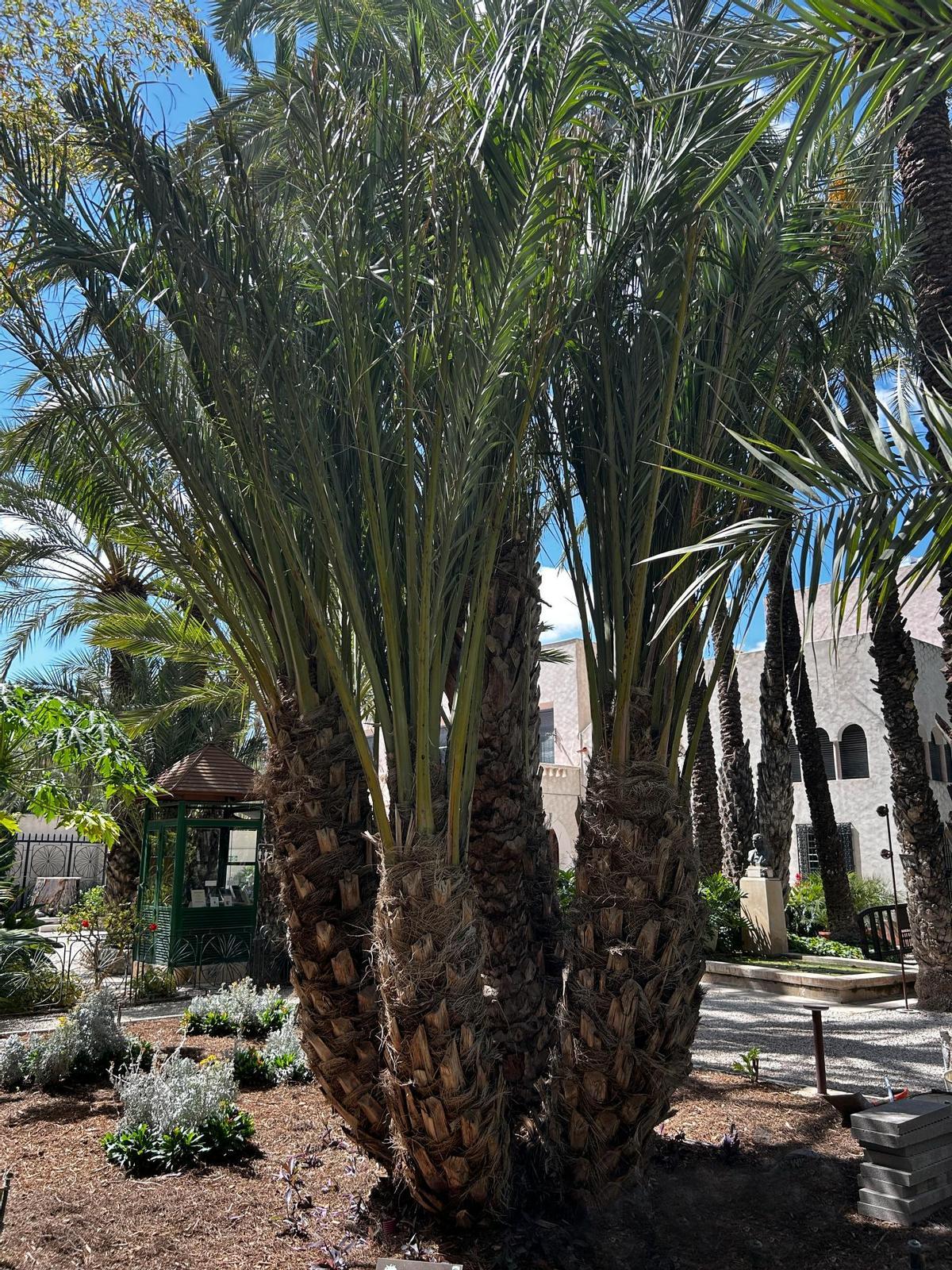 Medusa, una de las nuevas palmeras multibrazo que se pueden contemplar en el Huerto del Cura de Elche