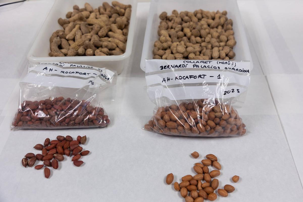Muestras de 'cacau,' en laboratorio del COMAV-UPV.