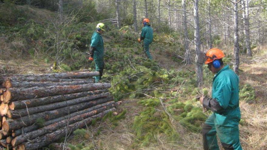 La DGA renueva el plan de gestión forestal