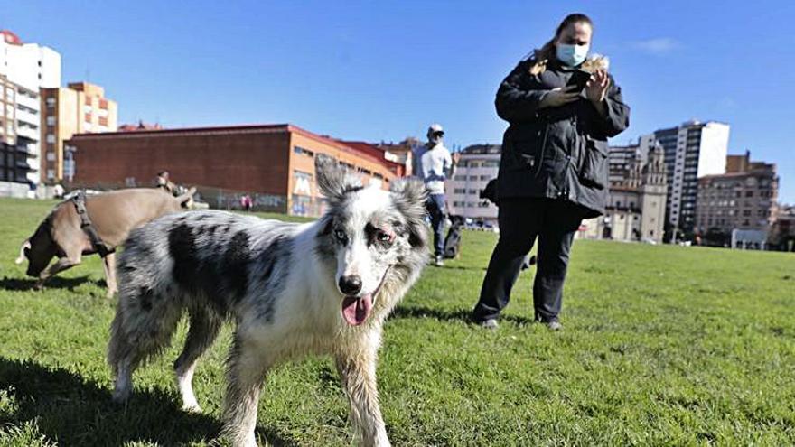 Varios animales juegan en el parque.