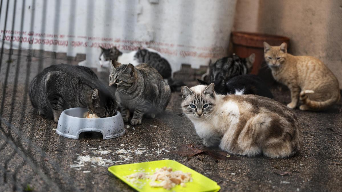 Estrategia integral para el control ético de colonias felinas en Cáceres: 150 esterilizaciones, microchips y cobertura veterinaria