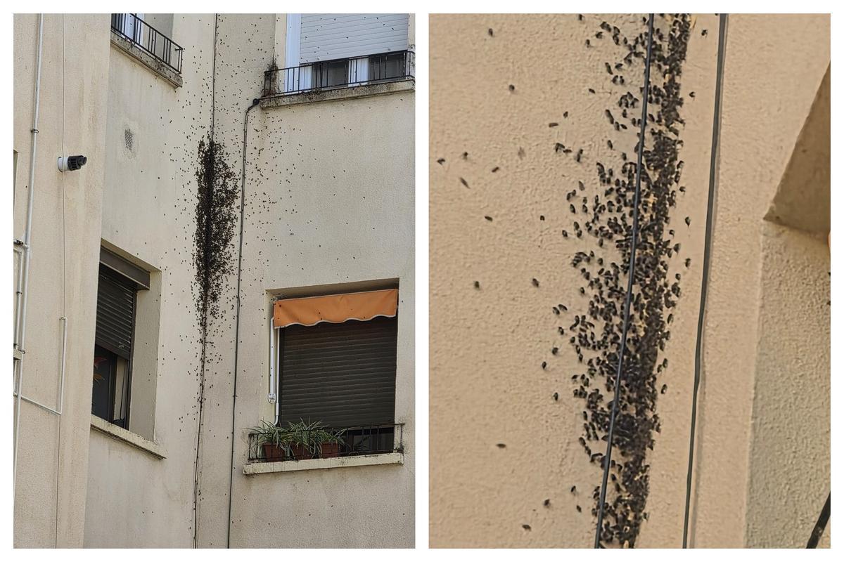 Las abejas acumuladas en la fachada del edificio.