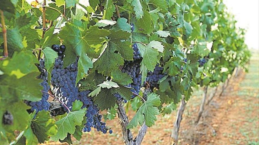 Bodega Les Useres conciencia al público sobre el consumo del producto local