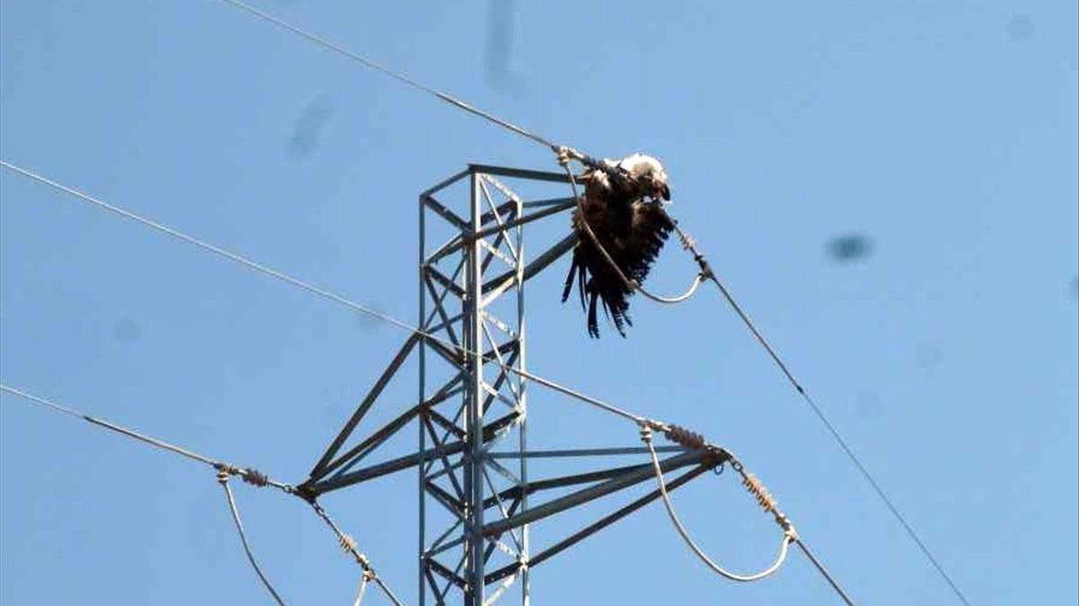 SOCIEDAD  Aves electrocutadas en torres electricas  en la comarca de la Noguera  Foto  AGENTES RURALES DE LA GENERALITAT