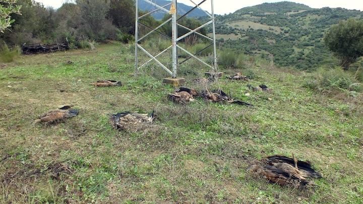 Encuentran 10 buitres muertos bajo un poste de alta tensión en Casares