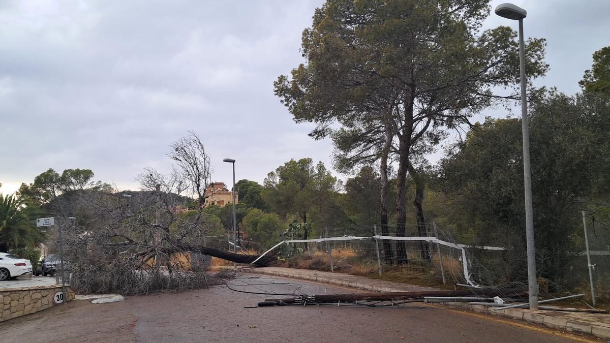 Un árbol caído a causa del temporal del miércoles 14 de agosto en la calle de Espiga, Calvià, Mallorca.