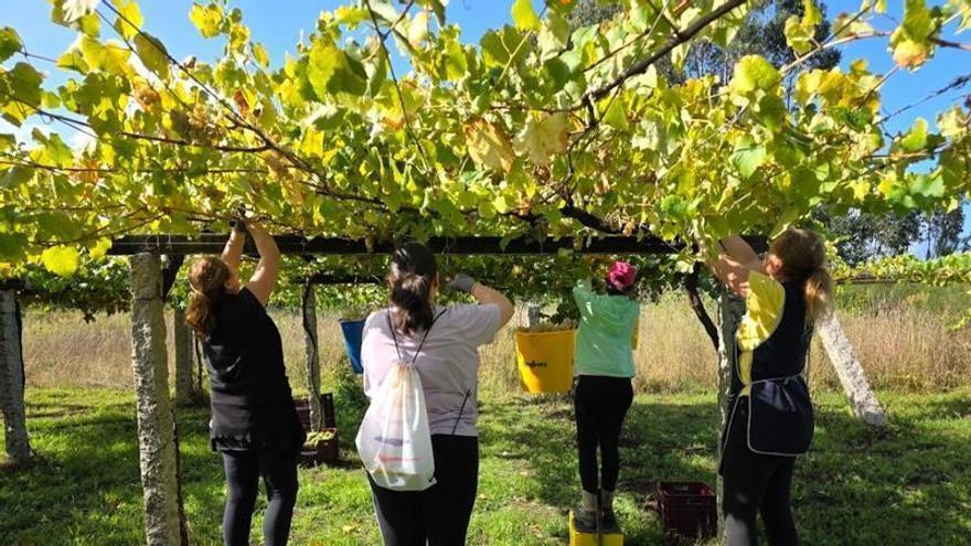 El verano se come septiembre: el calor adelanta semanas el calendario de las cosechas gallegas