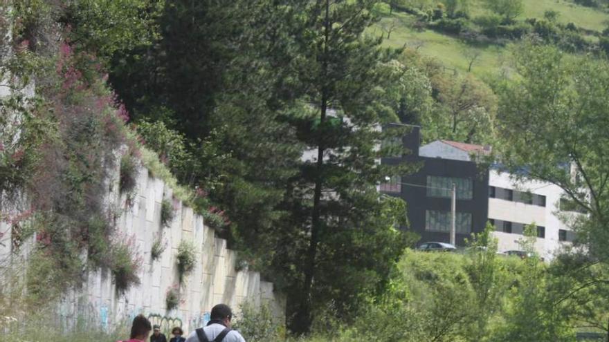 La senda verde de Aller, cubierta por la maleza