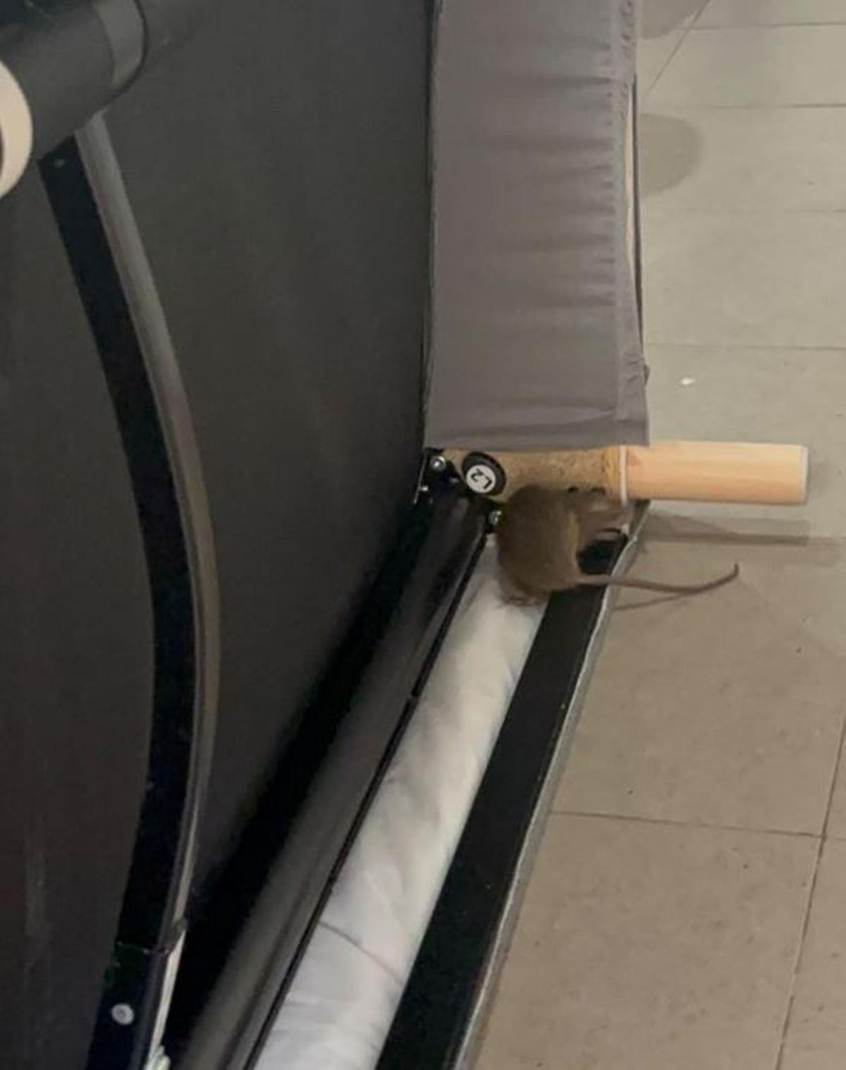 Una rata va entrar a casa de la veïna que ha presentat la instància