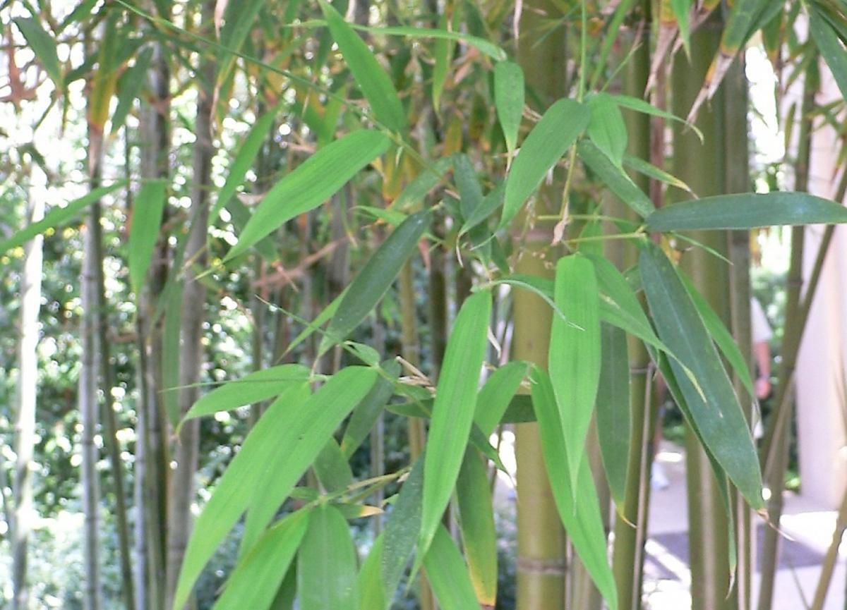 Hojas del bambú dorado