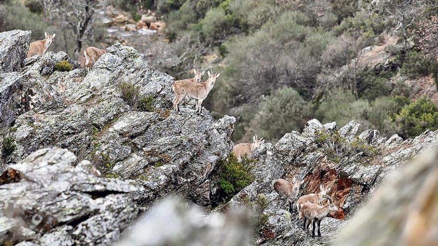 Cabras montesas agrupadas sobre las rocas de la Sierra de la Cabrera.