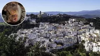 Casares celebra La Noche de los Murciélagos con talleres, charlas y actividades para niños