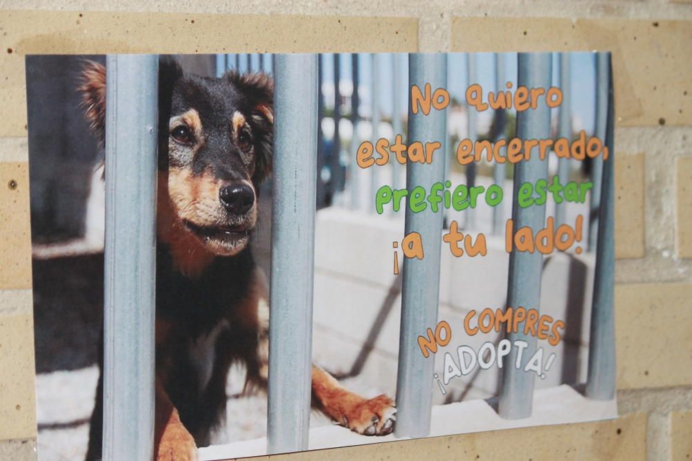 Alumnos discapacitados animan a adoptar perros