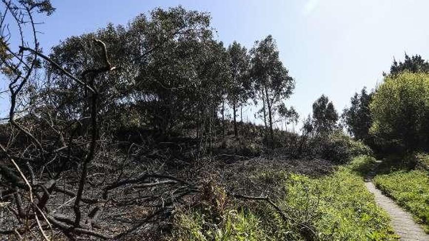 Una zona del monte quemado en las inmediaciones de la mina de Arnao, tras el incendio de ayer.