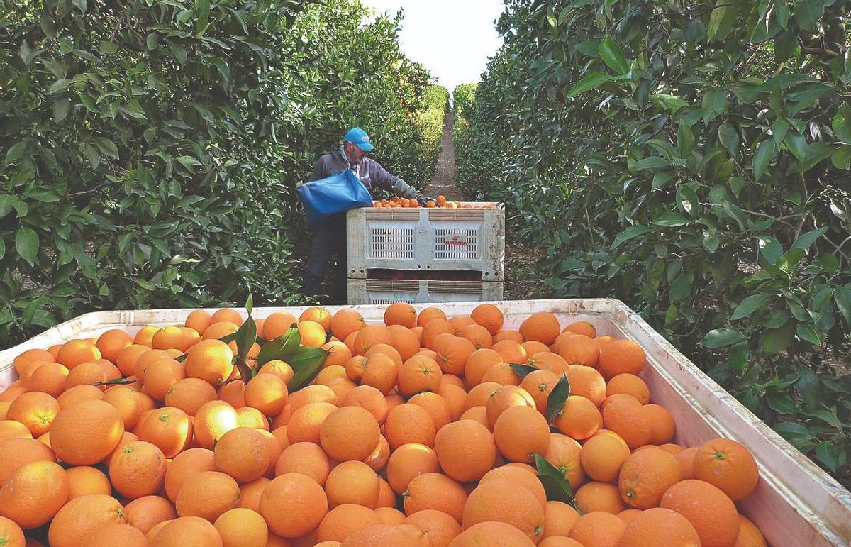 Recolección de la naranja en una explotación de la Vega del Guadalquivir.