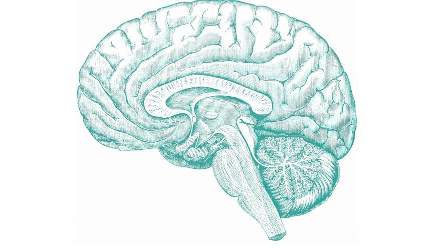 Coneix deu hàbits que son nefastos per al nostre cervell segons l&#039;OMS