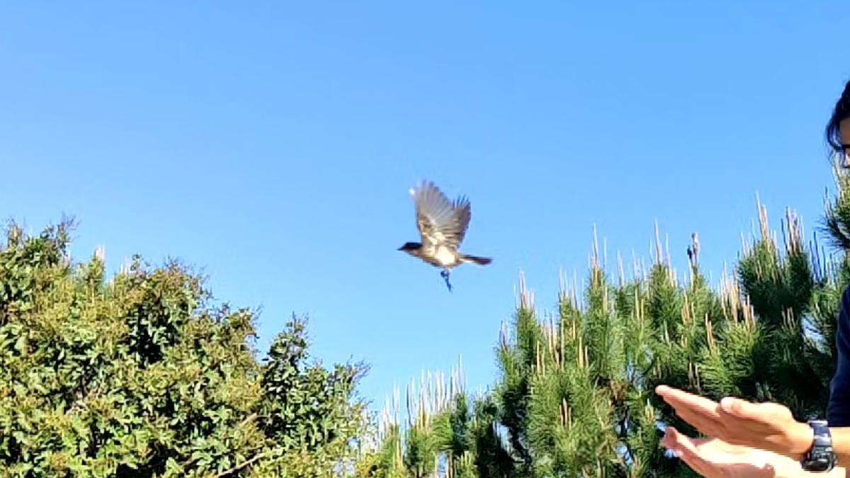 La Marjal es un auténtico &quot;pulmón verde&quot; para Alicante, que ofrece además un hábitat ideal para más de un centenar de aves.