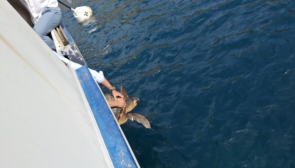 La suelta de la tortuga Amadeu